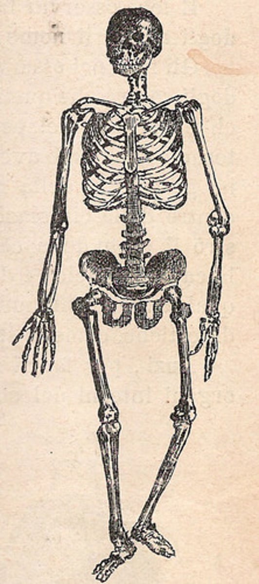 <p>Consists of bones, associated cartilages, ligaments, and joints</p>