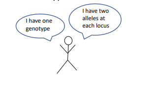 <p>Compare Genotype vs. locus. vs allele</p>