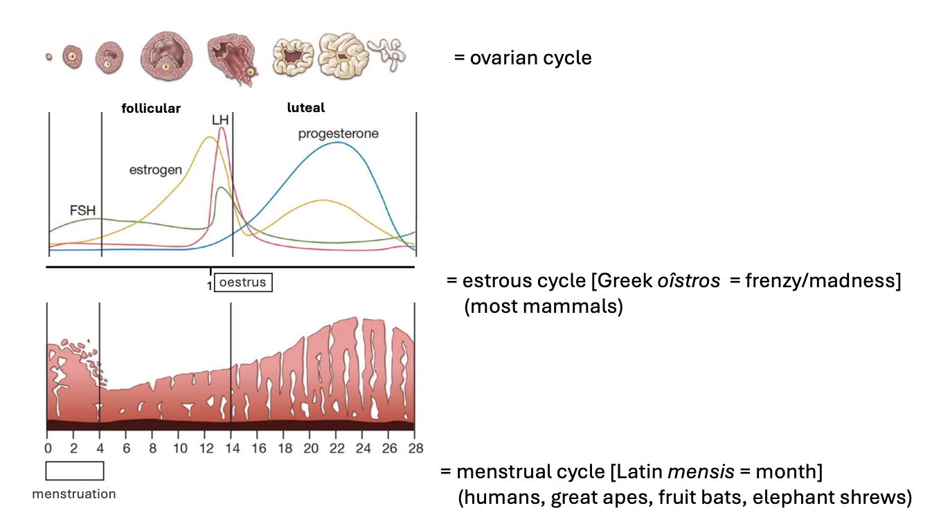 <ol><li><p>Ovarian→ what is happening the ovary→ whole cycle of hormones etc</p></li><li><p>oestrous→ ‘frenzy’ most mammals→ to do with the behaviour which happens at the <strong>High Estrogen levels </strong>(see image)</p></li><li><p>Menstral cycle→ ‘month’, humans, great apes, fruit bats and elephant shrews, Starts with mensturation (see graph)</p></li></ol><p></p>
