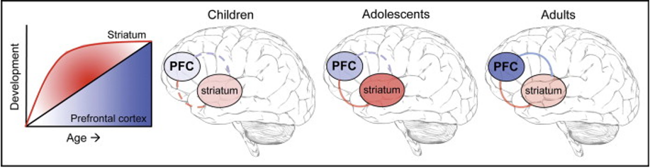 <p><span>Cognitive control = linear over the course of adolescence</span></p>