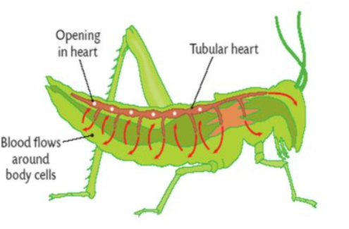 <p>Open circulatory system</p>