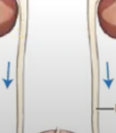 <p><span style="background-color: transparent;">&nbsp;two slender tubes (10-13 inches) that receive urine and carry it into bladder</span></p>