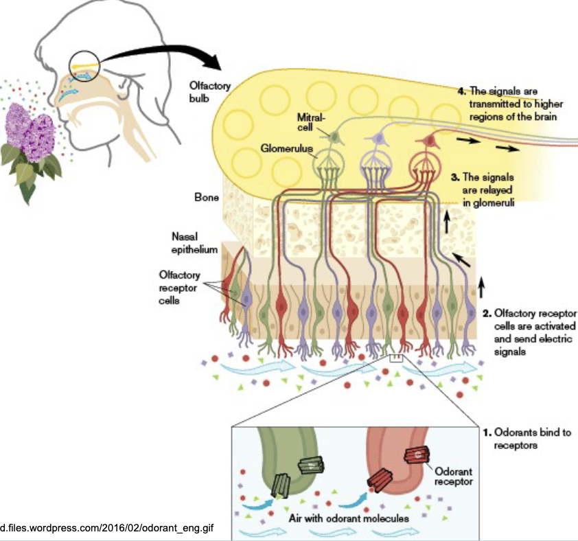 <p>Olfactory receptors innervate MITRAL cells in particular GLOMERULI located in the olfactory bulb</p>