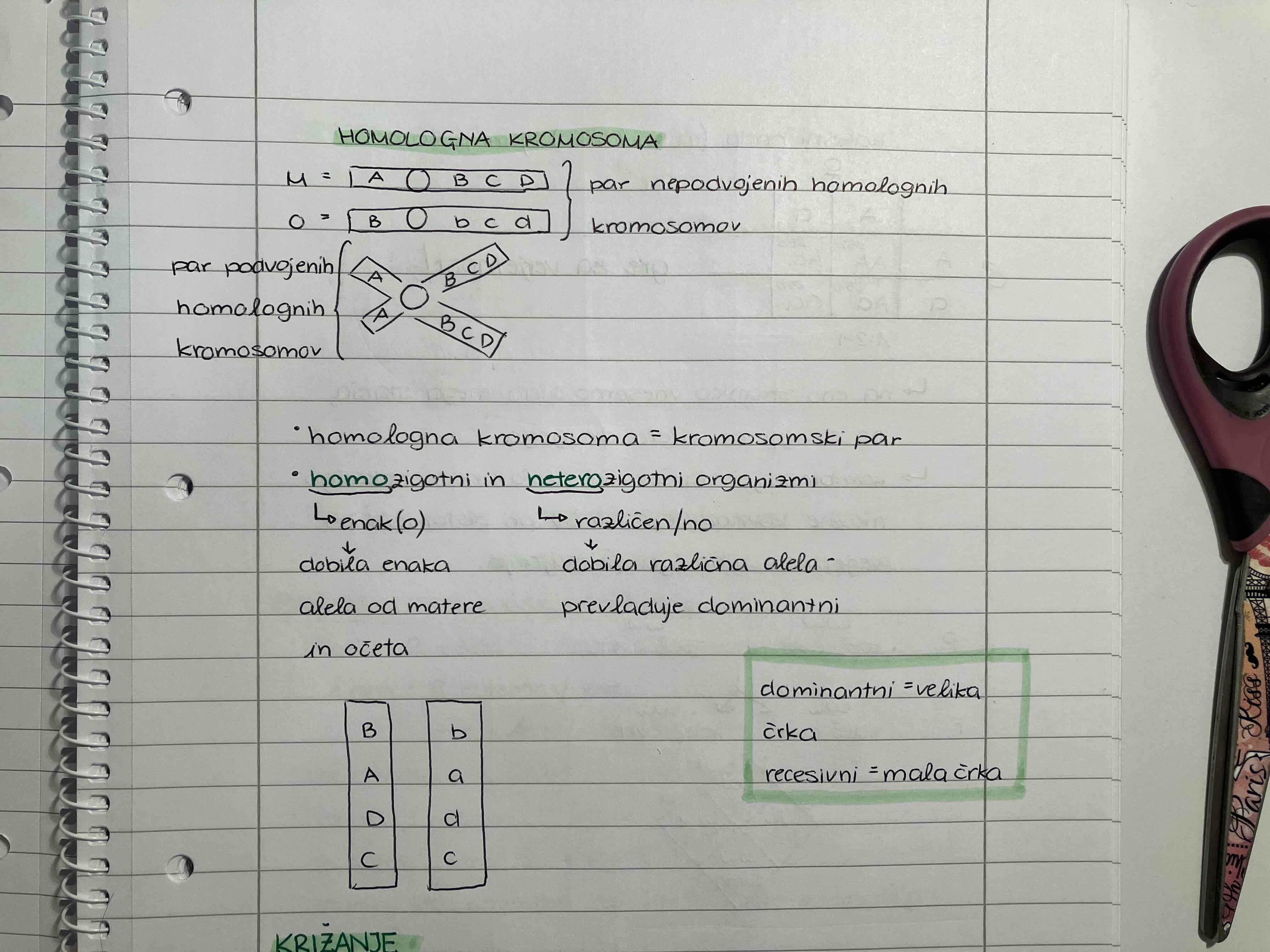 <p><strong><span style="color: purple">GREGOR MENDEL </span>= </strong>zacetnik genetike v casu Avstro-Ogrske, preuceval je lastnosti graha in ugotovil, da se lastnosti dedujejo. Preiskoval je razlicne lastnosti (barva, dolzina, vijuge), namerno je krizal razlicne grahe, cvetno prah. Odkril je zakonitosti DNA in napisal clanek ter ga objavil - takrat to ni bilo pomembno, saj se na to niso spoznali.</p><p><strong><span style="color: purple">DNK, GENI…</span></strong></p><ul><li><p>zgradba, podvajanje DNK</p></li><li><p><strong><mark data-color="purple">GEN</mark></strong> = osnovna enota dedovanja. Zaporedje nukleotidov v DNK (odsek DNK), ki kodira neko dedno informacijo (npr. nastanej beljakovin)</p></li><li><p><strong><mark data-color="purple">GENOM</mark></strong> so vsi geni celice (= celoten dedni zapis, nekega organizma): jedrna DNK + mitohondrijska DNK (+ plastidna DNK)</p></li><li><p><strong><mark data-color="purple">GEN</mark></strong> je del DNK, ki nosi dedni zapis za eno beljakovino → geni uravnavajo zivljenjske procese preko tvorbe beljakovin. Ribosom izdela beljakovino.</p><p>Beljakovine so najpomembnejse sestavne celice, saj gradijo celice in v njih opravljajo razlicne naloge</p></li><li><p><strong><mark data-color="purple">ALEL</mark></strong> = ena od moznih oblik (razlicic) nekega gena. Vsi imamo alel za krvno skupino, vendar imamo vsi drugacno krvno skupino. Imamo gen za krvno skupino, imamo alel za doloceno barvo</p></li><li><p><mark data-color="purple">Gen: lastnost/Alel: varianta lastnosti</mark></p></li><li><p><mark data-color="purple">dominantni</mark> ( = prevladujoci) aleli</p></li><li><p><mark data-color="purple">recesivni</mark> ( = prikriti) aleli</p></li><li><p>kromosomi nastopajo v parih: homologna kromosoma = enega dobis od matere, drugega od oceta</p><p>imamo 46 kromosomov (23 od matere, 23 od oceta)</p></li><li><p><strong><mark data-color="purple">homologna kromosoma</mark></strong></p></li><li><p>homologna kromosoma = kromosomski par</p></li></ul>