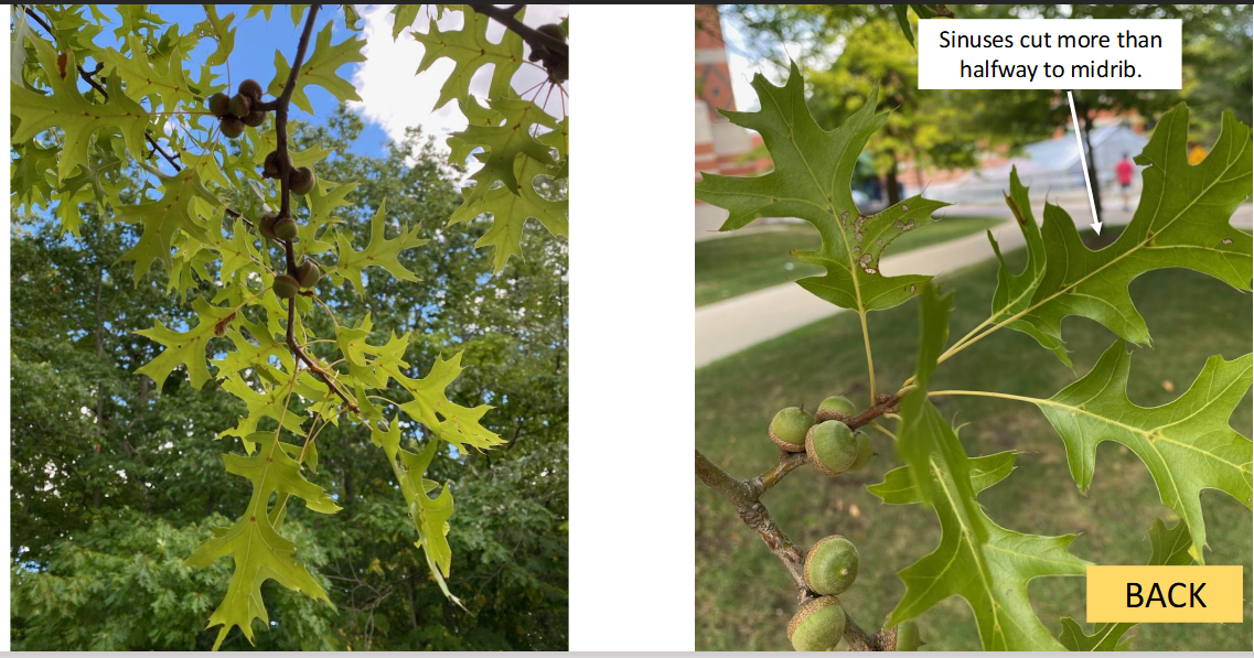 <p>pin oak</p>