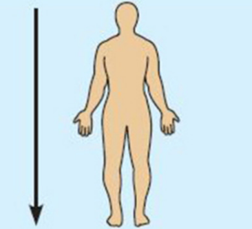 <p>Interior (or caudal)</p>