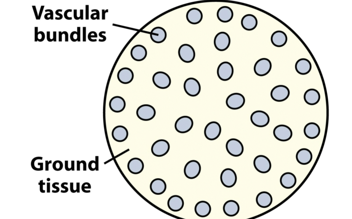<ul><li><p>randomly scattered vascular bundles, no discrete pith or cortex</p></li><li><p>common in monocots</p></li><li><p>tend to be higher in concentration near the epidermis</p></li></ul><p></p>