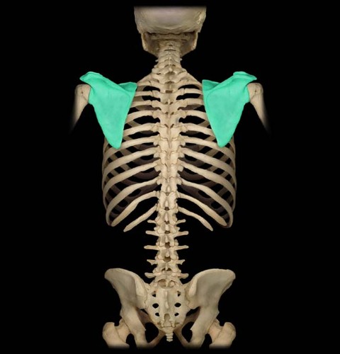 <p>attaches to the rib cage and vertebral column by the muscle, allows for more mobility and flexibility, and allows the arms to move laterally</p>
