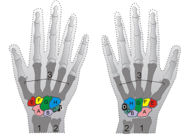 <p>label the bones</p>