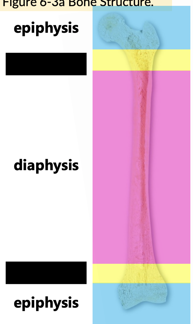 On the long bone, what structure region is where the epiphysis meets the diaphysis?