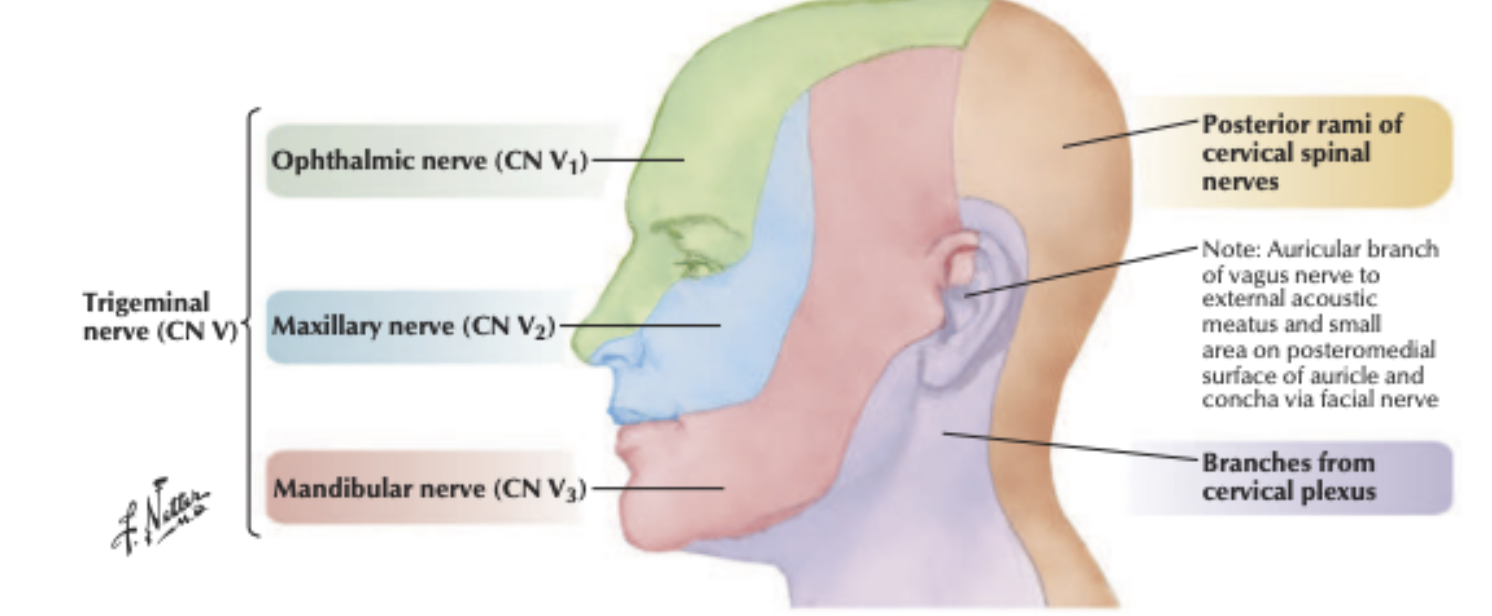 <p>Maxillary nerve → Infra-orbital nerve from V2&nbsp;</p><p></p>