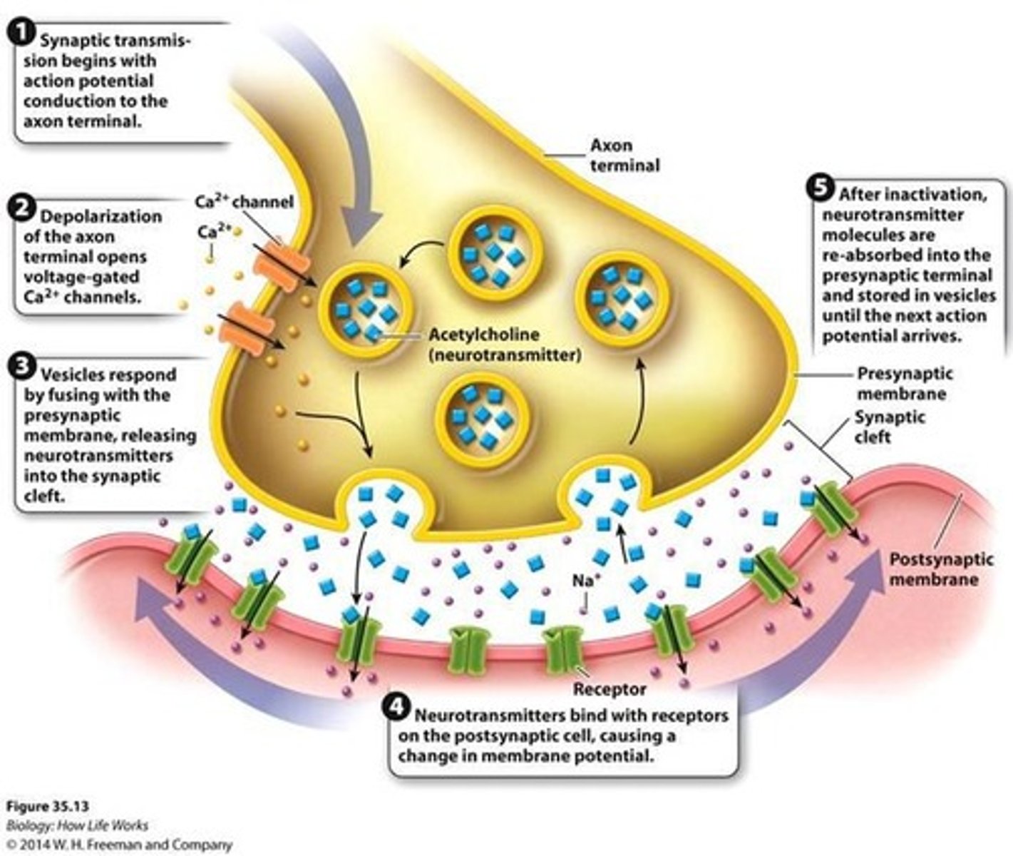 <p>Action potential reaches axon terminal.</p>