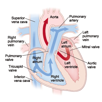 <p>left atrium, left ventricle, bicuspid valve, aortic valve, pulmonary arteries, aorta</p>