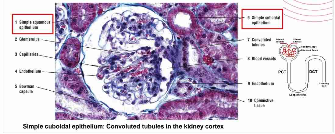 <p>Protection, transport, and absorption in excretory ducts and kidney tubules (lined w/ microvilli)</p>