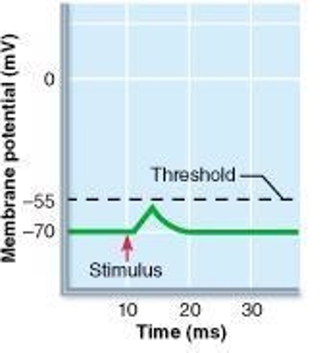 <p>-55mV, results in an action potential</p>