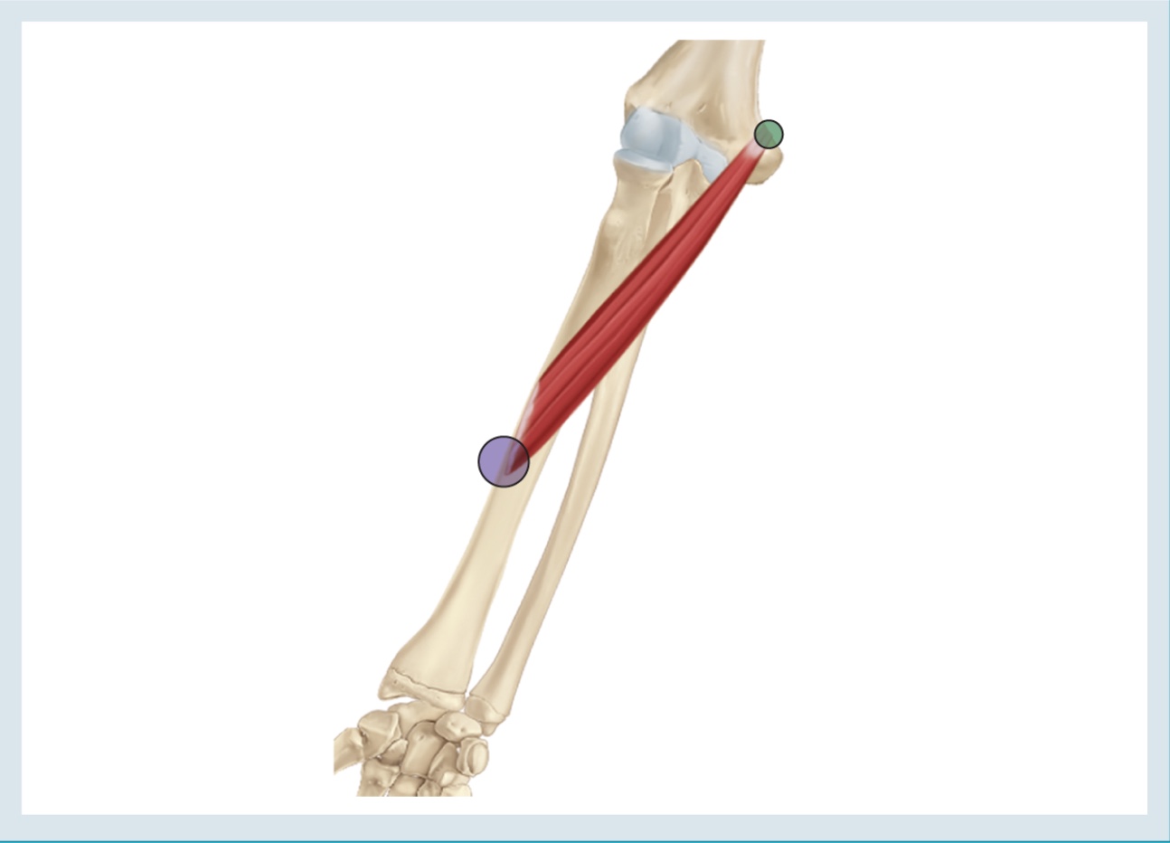 <p>Action : pronation ( &amp; WEAK FLEXOR )</p><p>o : medial epicondyle of humerus coronoid process</p><p>i : lateral side of mid radial diaphysis</p>