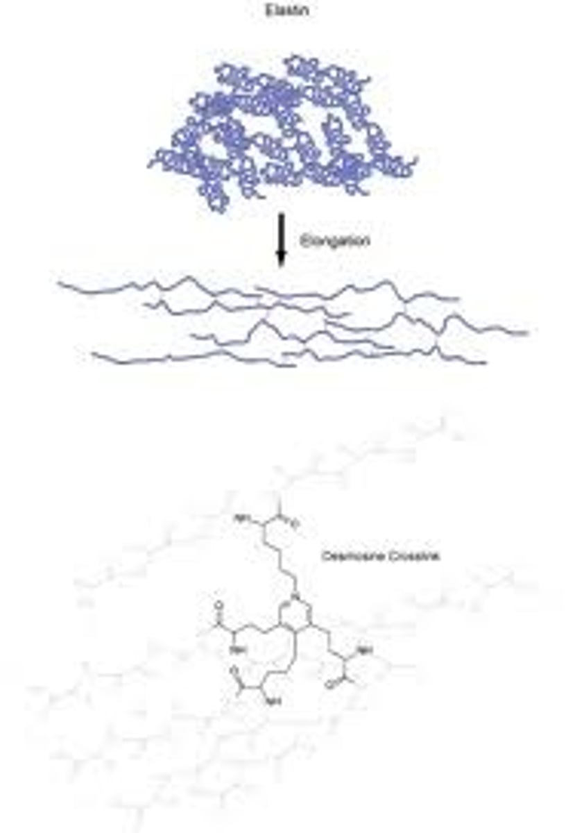 <p>An flexible protein found in the extra cellular matrix of blood vessels.</p>