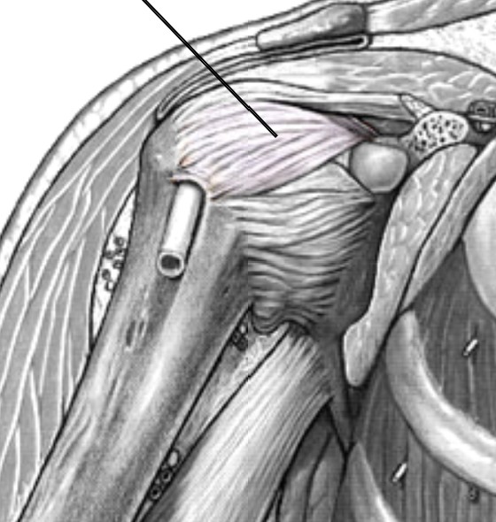 <p>Which ligament of the shoulder that connects between glenoid fossa and humerus?</p>