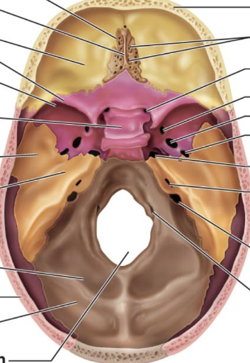 <p>Where is the parietal bone in the picture?</p>