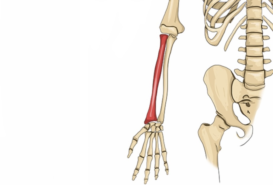 <p>lateral bone of the forearm (thumb side)</p>