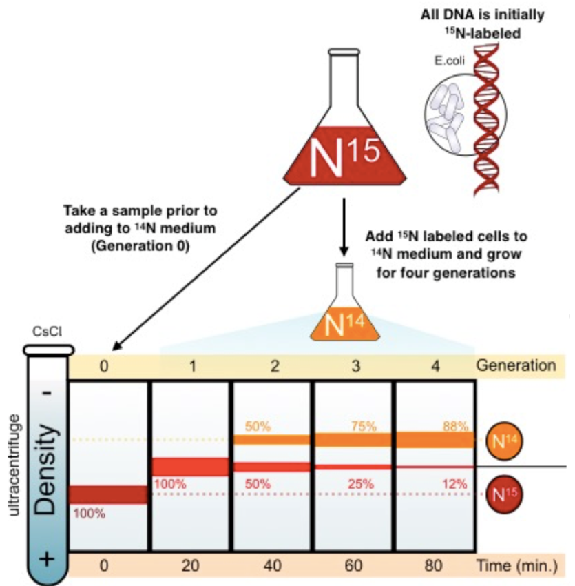<ul><li><p>used a density gradient centrifuge</p></li><li><p>Separates DNA into bands by spinning at high speeds</p></li><li><p>Saw that DNA replicated semi-conservatively </p></li><li><p>Each DNA strand serves as a template for a new one</p></li></ul><p>1 gen = 100%</p><p>2nd gen = 50:50</p><p>3rd = 75 N14 &amp; 25 N15</p><p></p>