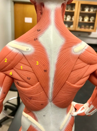<p>What is the muscle indicated by the yellow 3? </p>