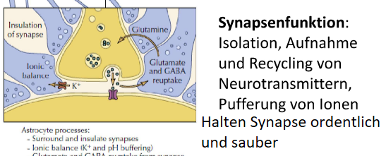 - Astrozyten nehmen Neurotransmitter aus dem synaptischen Spalt auf. -> Reinigung des synaptischen Spalts
- Durch Rezeptoren erkennen sie die Aktivität der Neuronen und kontrollieren Ionenkonzentrationen. 
=> Sie sind wichtig für die Synapsenfunktion (sie würden ohne sie nicht funktionieren)