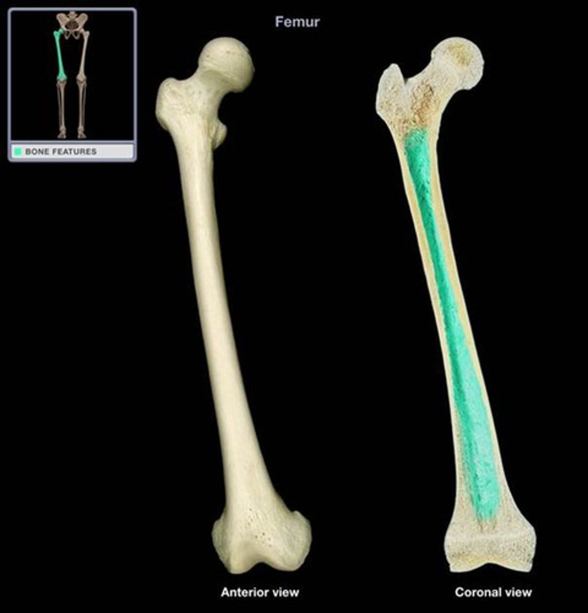 <p>the hollow part of bone that contains bone marrow</p>