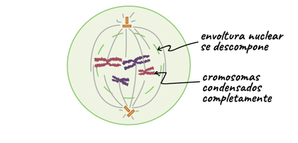 <p>¿Pertenece a mitosis o interfase? ¿Cual es su nombre?</p>