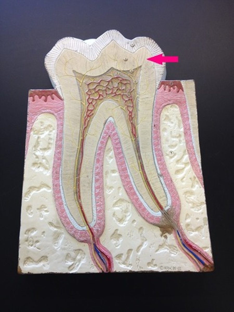 <p>Dense tissue forms the bulk of a tooth. contains microscopic canals called dentinal tubules.Each tubule contains a dentinal fiber that transmits pain stimuli, making dentin a living, sensitive tissue</p>