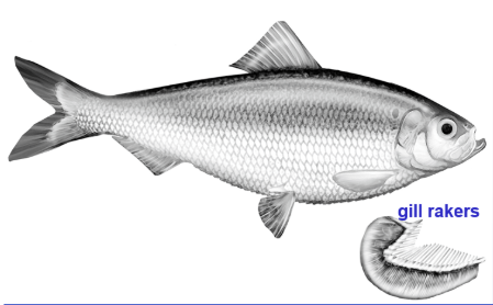 <p><span style="line-height: 20.925px;">What can pass past the gill rakers is what they’re eating&nbsp;&nbsp;</span></p>