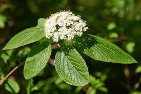 <p>Wolliger schneeball</p>