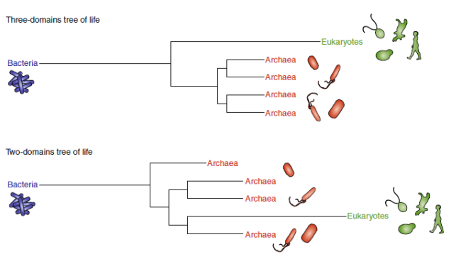 <p><span>New study from December 2019 suggests there are only two domains of life, and that previous results supporting 3 domains of life were misguided by long branch lengths</span></p>