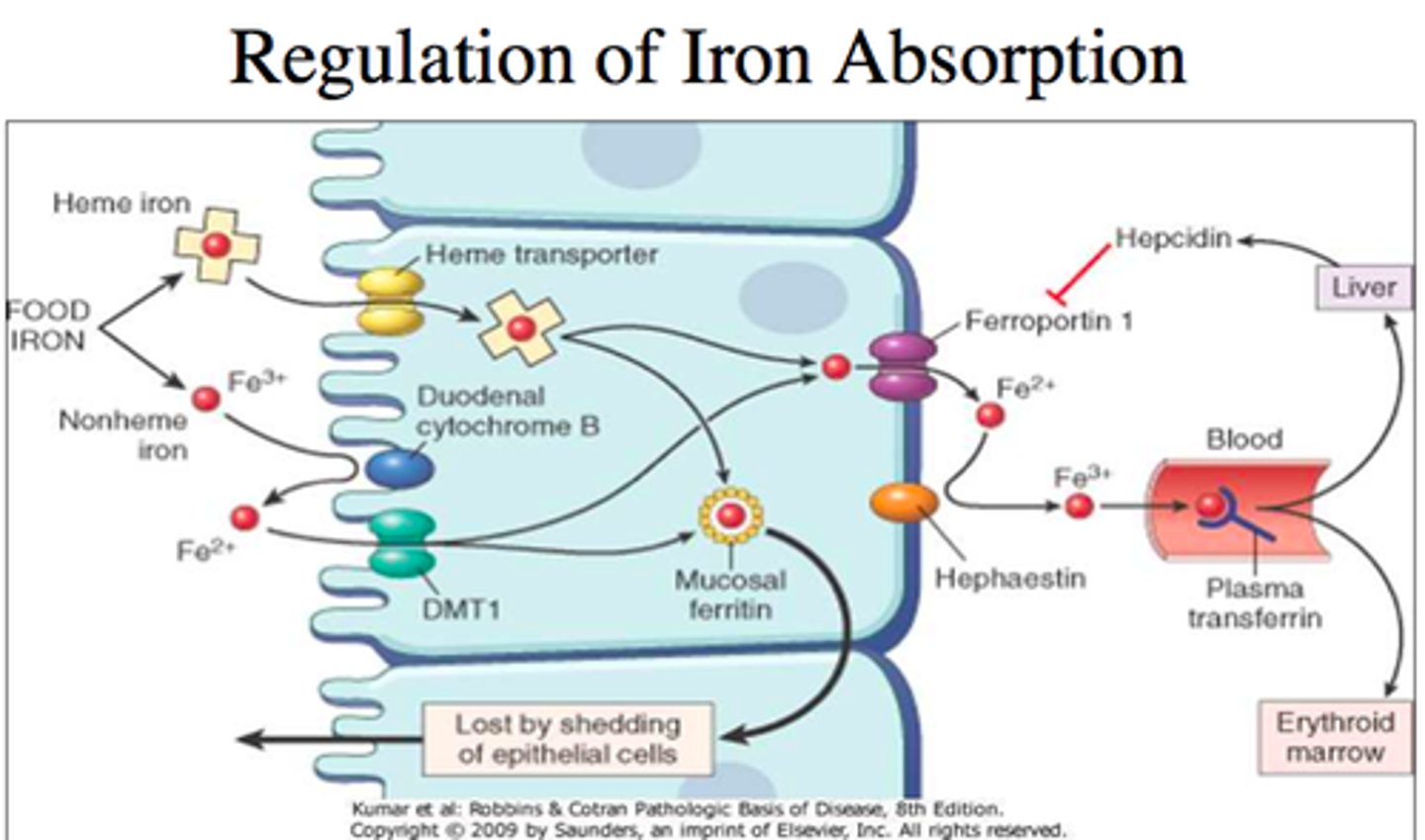<p>1. Fe3+ turned to Fe2+ by Dcyt B<br>2. Fe2+ enters enterocyte through DMT1<br>3. Some Fe2+ stored in ferritin<br>4. Fe2+ leaves cell and enters blood through ferroportin <br>5. Hephaestin turns Fe 2+ back into Fe3+ to board transferrin</p>