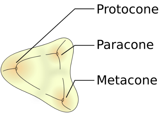 <p><span><span>Tribosphenic refers to </span></span><strong><mark data-color="rgba(0, 0, 0, 0)" style="background-color: rgba(0, 0, 0, 0); color: inherit;">a specialized, three-cusped mammalian molar tooth design that combines shearing and grinding</mark></strong><span><span>, essential for the evolutionary success of marsupials and placentals </span></span></p>