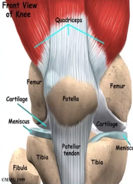 <p>Movement of the <strong>Knee </strong>joint: Which muscle performs knee <strong>flexion</strong>, and what <strong>limits </strong>it?</p>