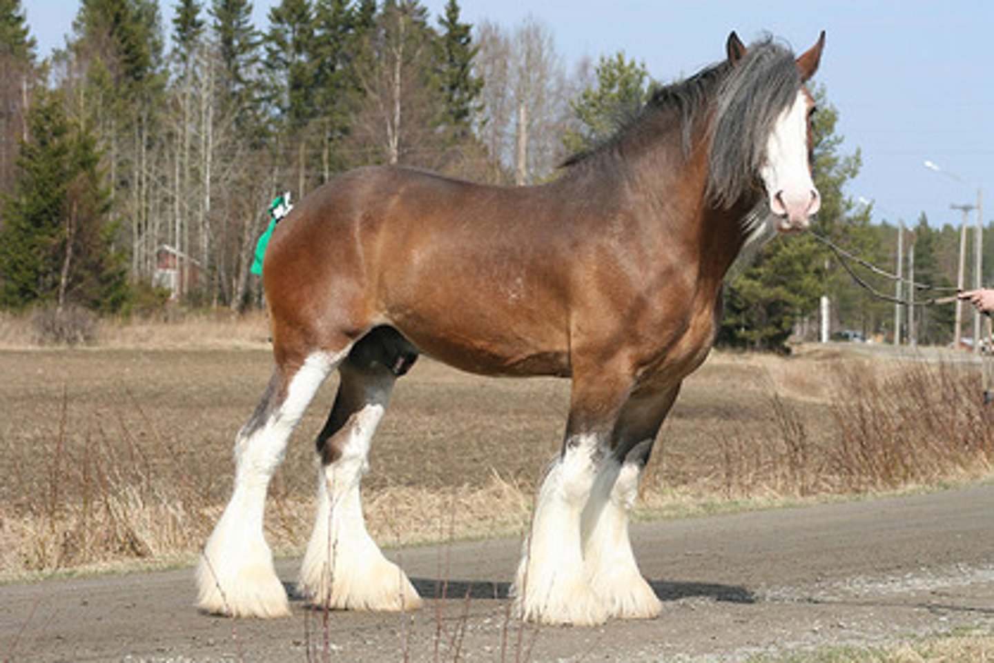 <p>Originated in Scotland; Usually bay, always have four white feet, almost always have facial markings; Substantial white feathering on the feet; Extremely tall and bulky with well-boned and muscular legs; Draft horses</p>