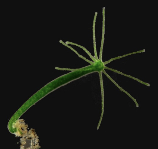 <p>phylum: ? class: ? example: ?</p>
