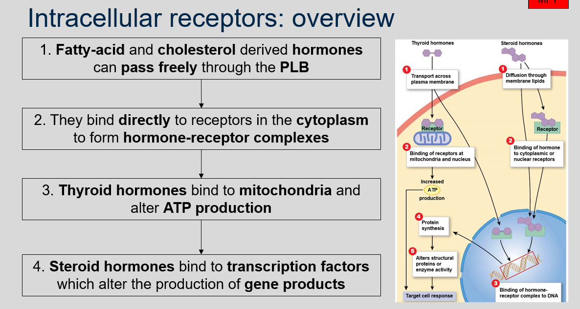 <ol><li><p>Fatty-acid and cholesterol derived hormones can pass freely through the PLB to bind to intracellular receptors.</p></li><li><p>Fatty-acid and cholesterol derived hormones bind directly to receptors in the cytoplasm to form hormone-receptor complexes.</p></li><li><p>When thyroid hormones bind to mitochondria, they alter ATP production.</p></li><li><p>When steroid hormones bind to transcription factors, they alter the production of gene products.</p></li></ol>