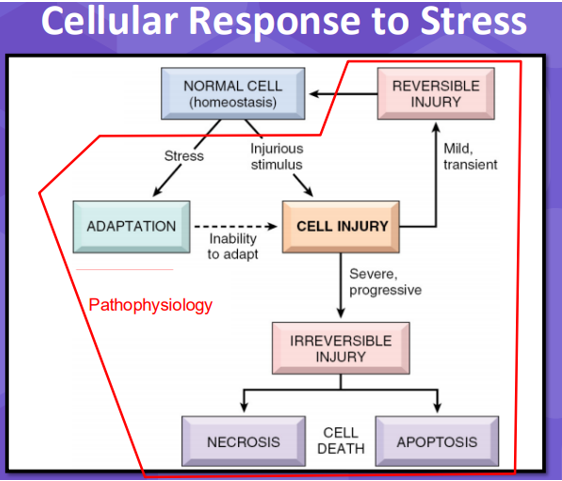 <p><span style="font-family: Aptos, sans-serif">Cells respond to stress in different ways. Usually when a cell is stressed out it can adapt to that stress and adapt back when the stress is gone, but when its unable to adapt to maintain that, that’s when you get an injury. That can be mild which is reversable or irreversible and you can get apoptosis. When talking about cells pathophysiology </span><span>&nbsp;</span><span style="font-family: Aptos, sans-serif">includes all of this (anything that an imbalance in homeostasis).</span></p>