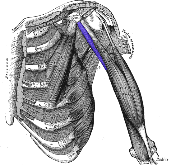 <p>Coracobrachialis</p>