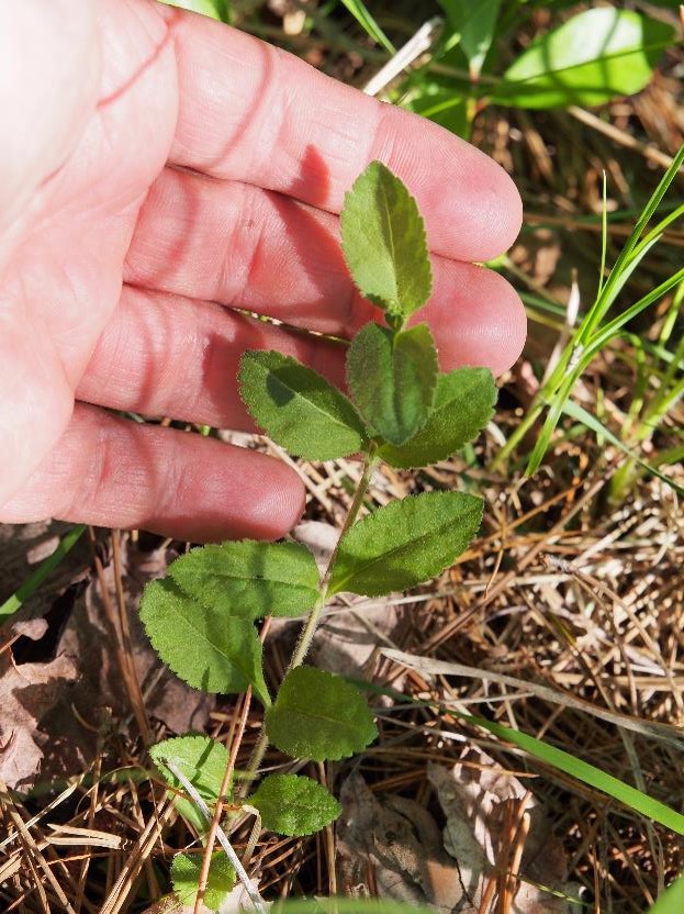 <p>Common spellweed</p>