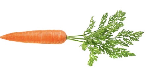 <p>la zanahoria</p><p>Me como la gran zanahoria en la tienda sin pagar por ella</p>