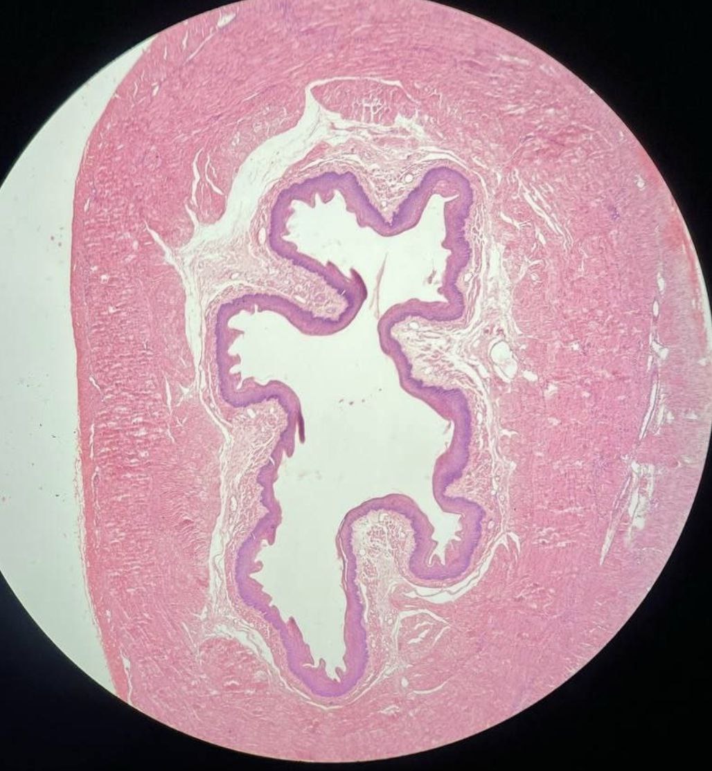 <p>Identify the tissue and mention one site</p>