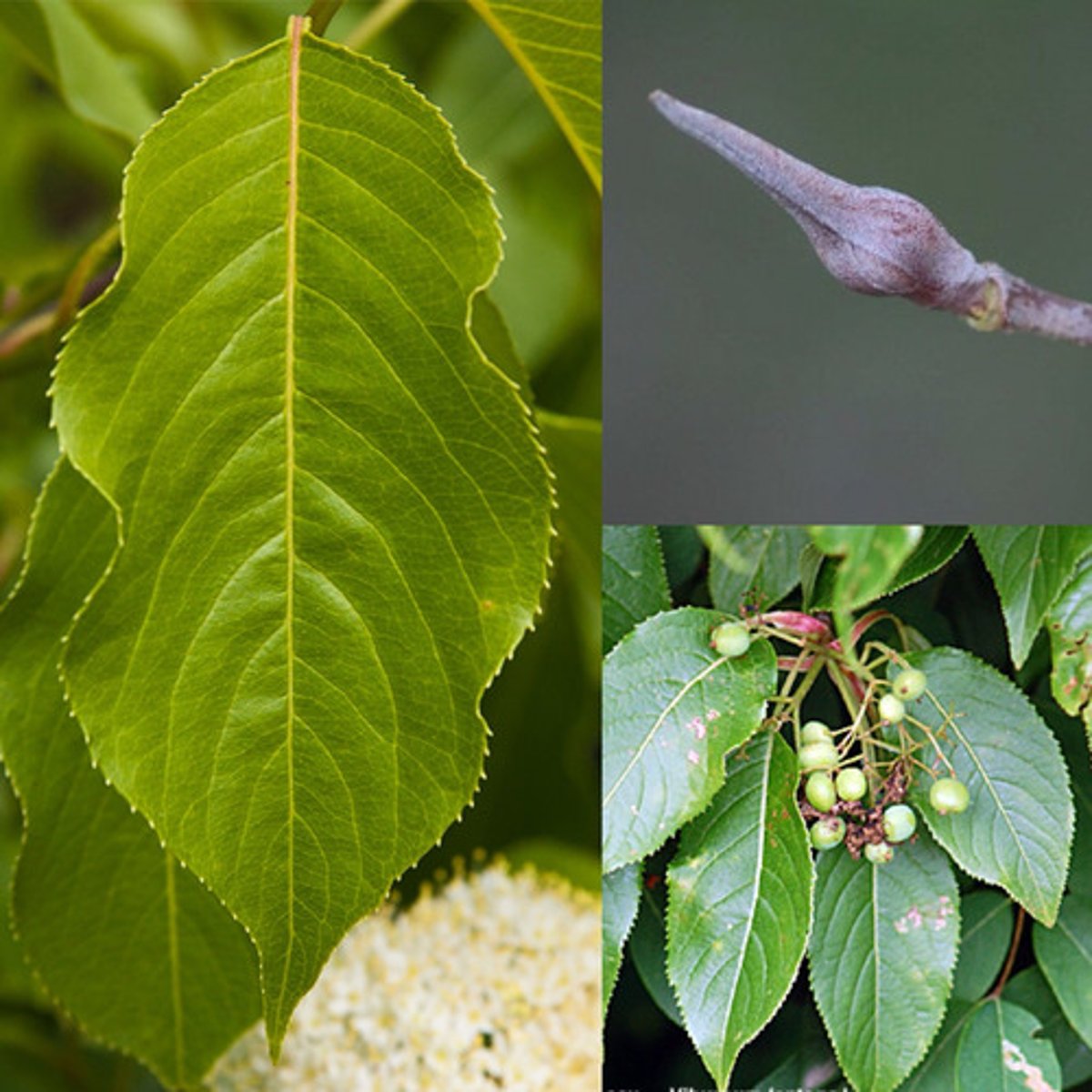 <ul><li><p>opposite leaves</p></li><li><p>blue/black berries</p></li><li><p>serrate leaves</p></li></ul><p>Species</p>