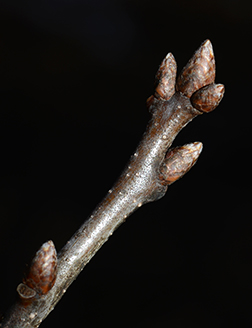 <p>Common name: Northern pin oak</p><p></p><p>Genus: Quercus</p><p></p><p>Species: ellipsoidalis</p><p></p><p>Family: Fagaceae</p>