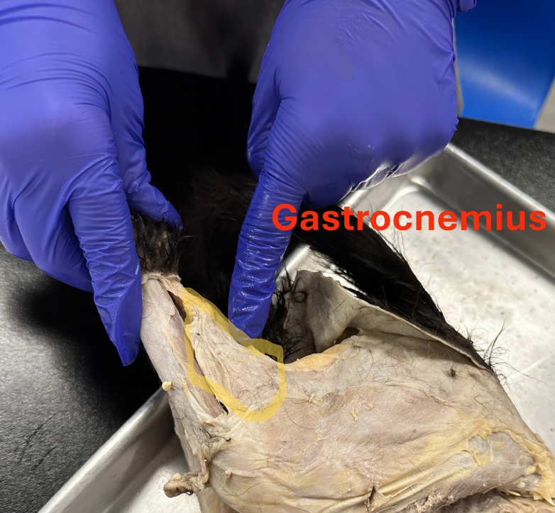 <p>Gastrocnemius (<strong>gas-trok-NEE-mee-us) </strong>(Posterior Hind limb Muscles)</p>