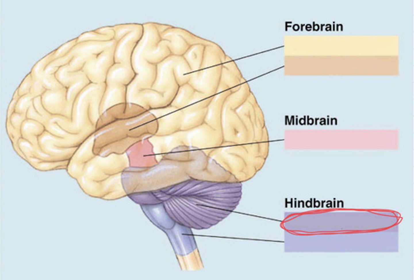 knowt flashcard image