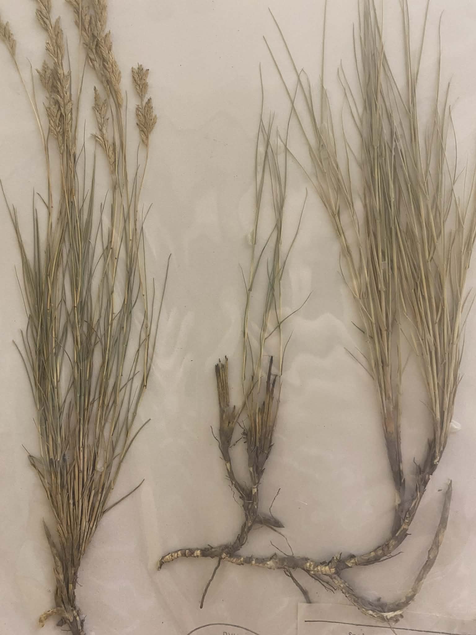 <p>Eragrosteae, P, N, Distichlis spicata, Inland saltgrass</p>