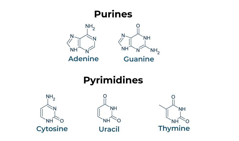 <p>Both purines and pyrimidines are nitrogenous bases of DNA and RNA. <br><br><strong>Pyrimidine:</strong> single ring nitrogenous bases<br>Cytosine<br>Thymine<br>Uracil <br><br><strong>Purine:</strong> double ring nitrogenous bases<br>Guanine <br>Adenine</p>